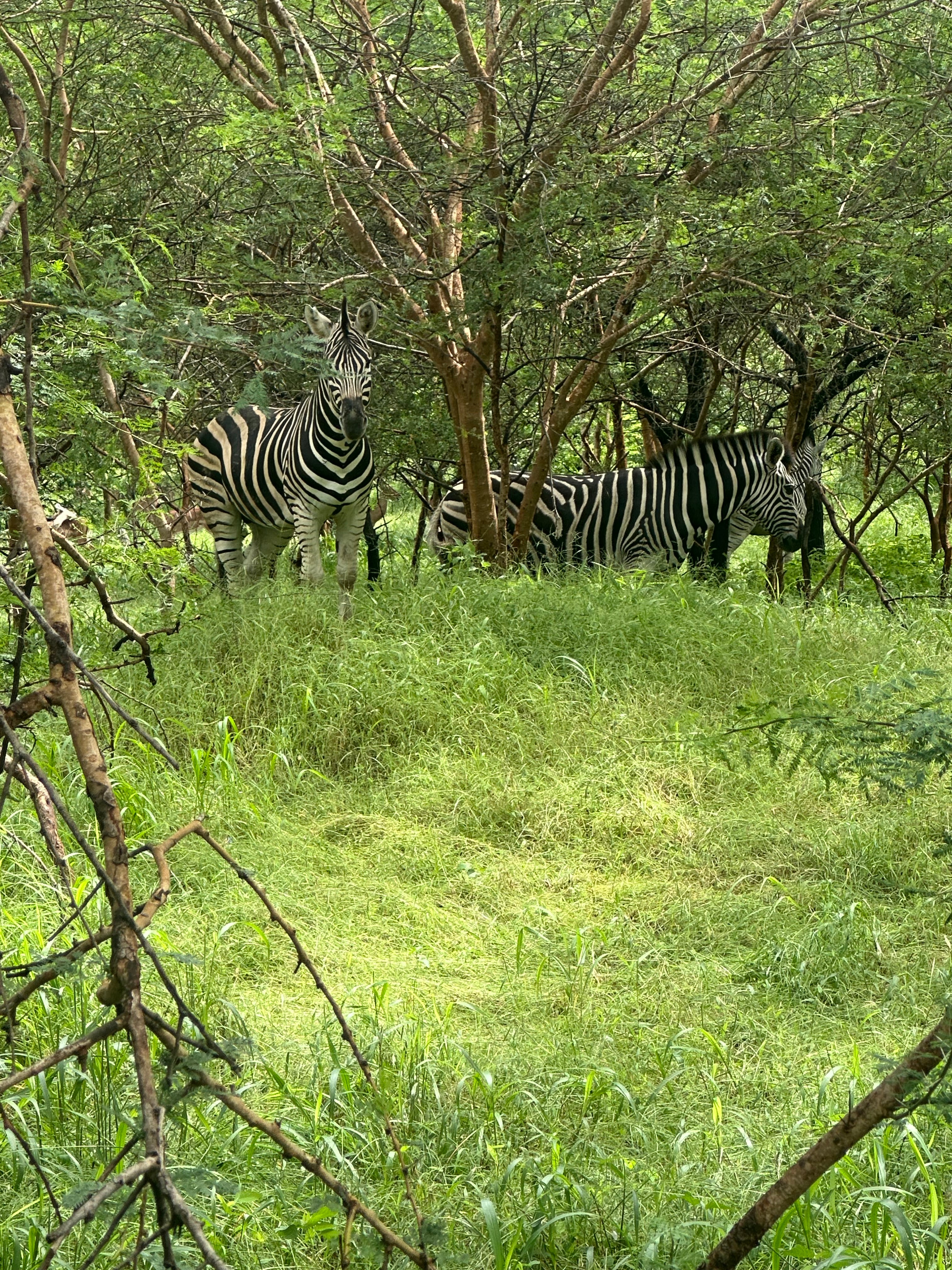 🐘 Safari au Sénégal : tout savoir sur la Réserve de Bandia et le Parc du Niokolo-Koba